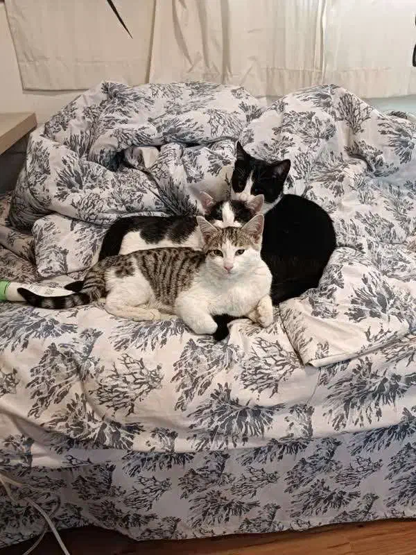 واگذاری سه بچه گربه بی مادر در کرج و غرب تهران|گربه|تهران, صادقیه|دیوار