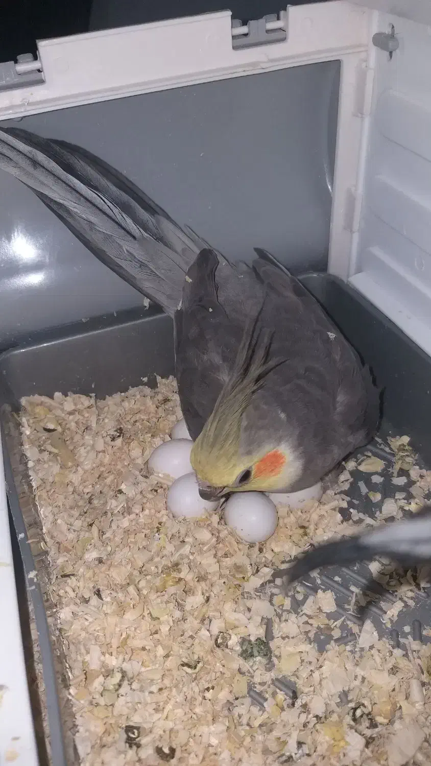 یک جفت عروس هلندی نروماده‌ به همراه سه جوجه|پرنده|شهریار, رزکان|دیوار