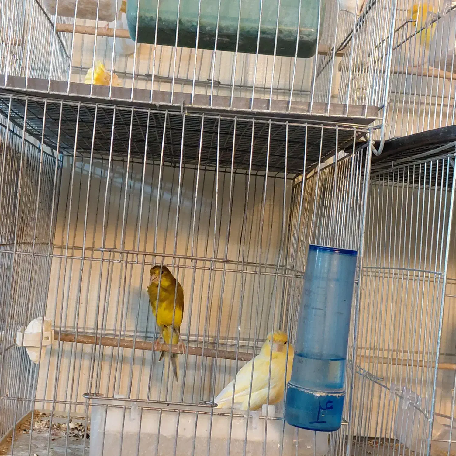 قناری تک و جفت|پرنده|شاهدشهر, |دیوار