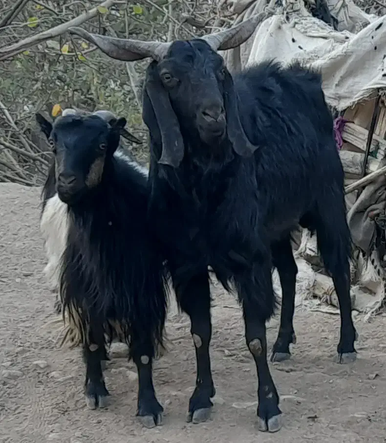 پازن و بز برای داشت|حیوانات مزرعه|دیشموک, |دیوار