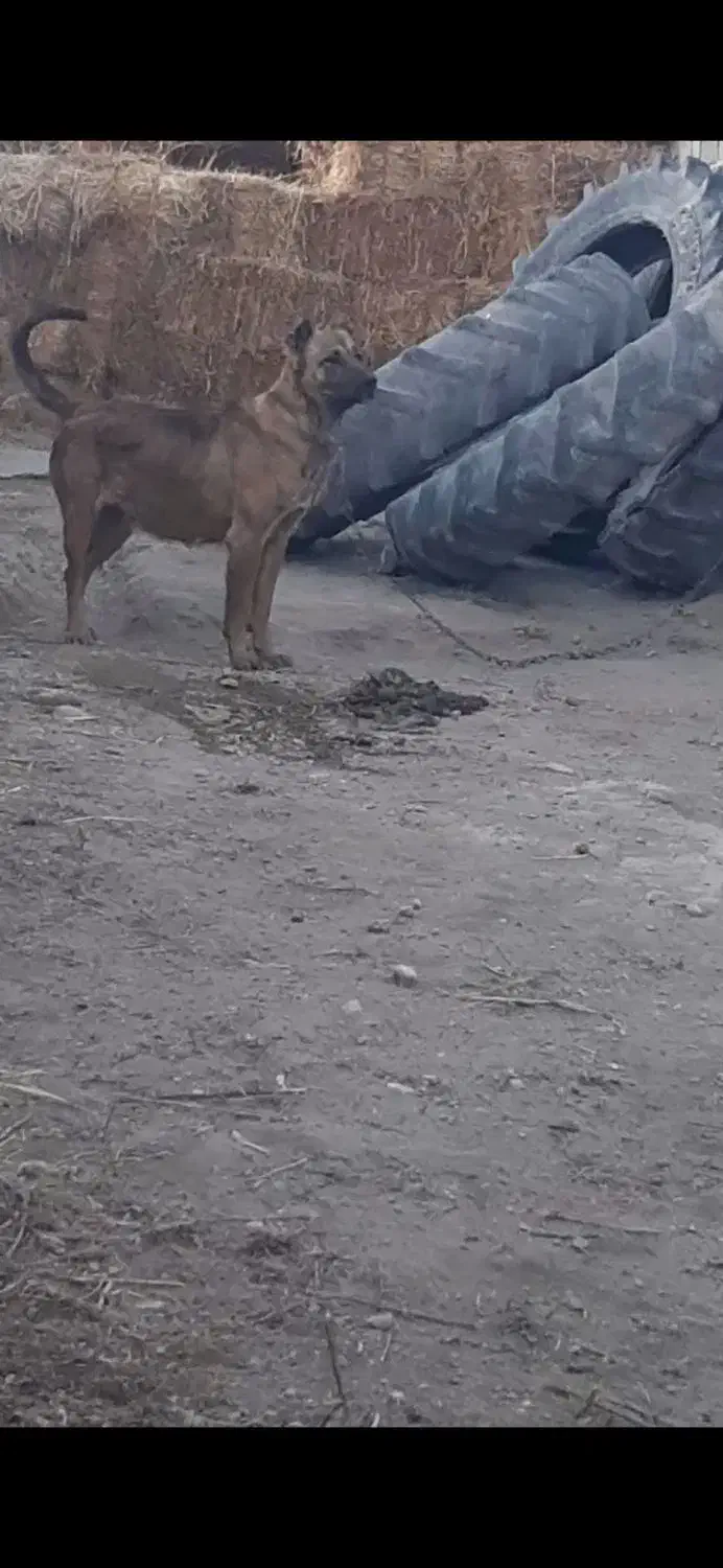 ماده سرابی|سگ|اردبیل, |دیوار