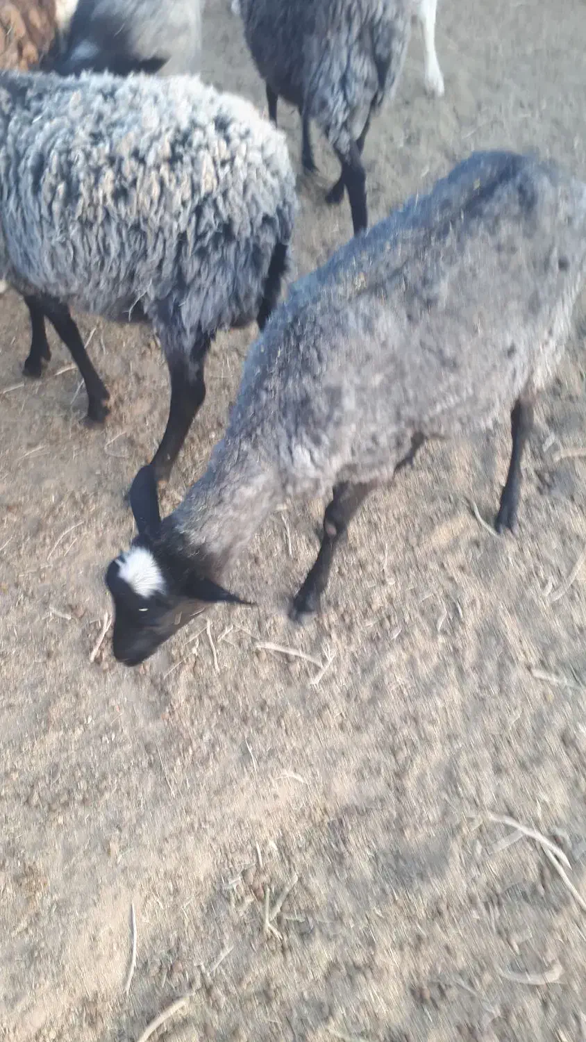 بره رومانف آبستن، لنگه چند قلو|حیوانات مزرعه|جلگه ماژان, |دیوار