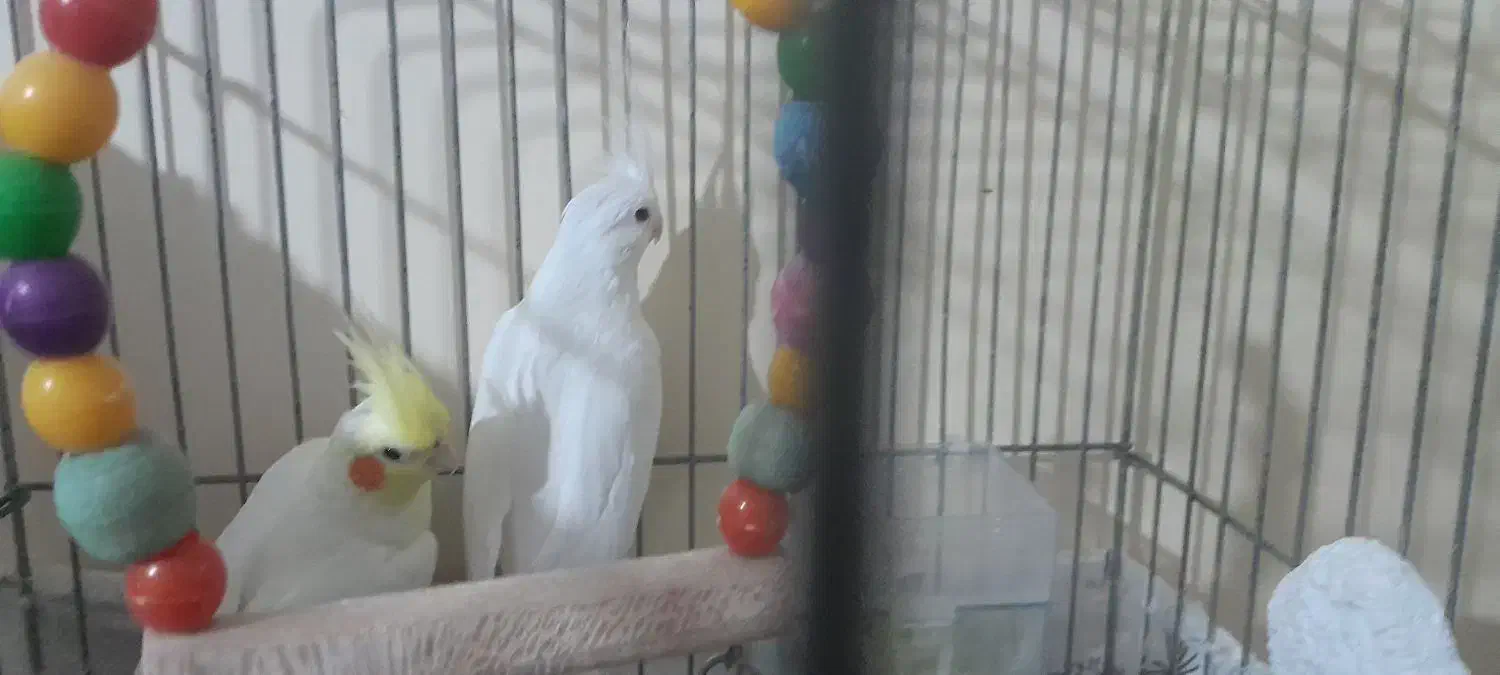 یک جفت عروس هلندی دستی رام|پرنده|فردیس, شهرک شهید حسینی|دیوار