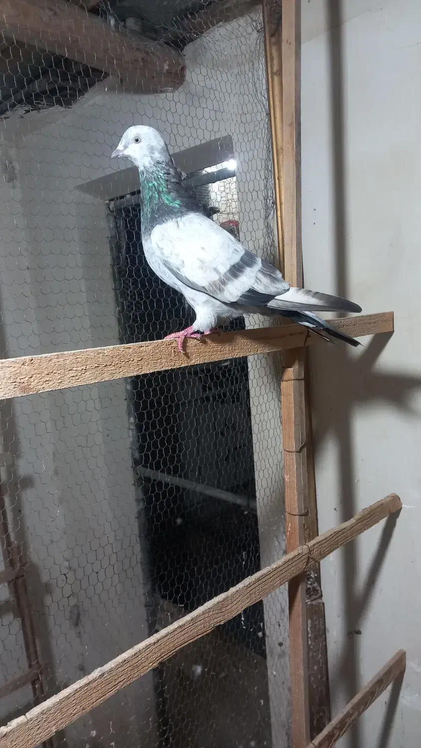 کبوتر پرشی|پرنده|بندر ترکمن, |دیوار