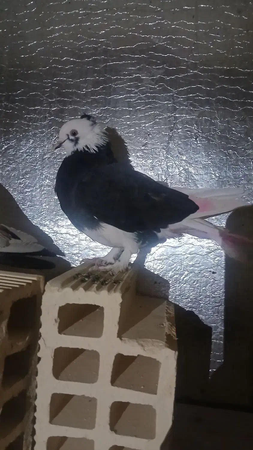 یک جفت کبوتر گوره|پرنده|کوهدشت, |دیوار