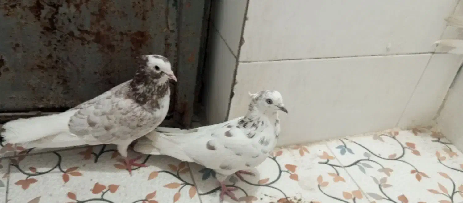 پرشی|پرنده|جیرفت, |دیوار