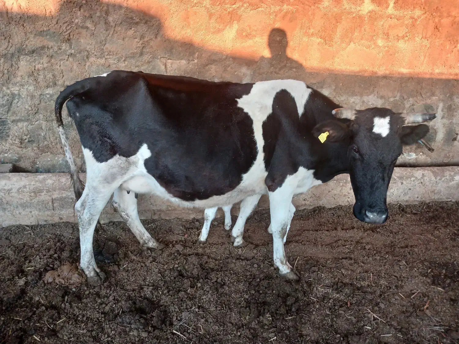 فروش گاو|حیوانات مزرعه|بیله سوار, |دیوار