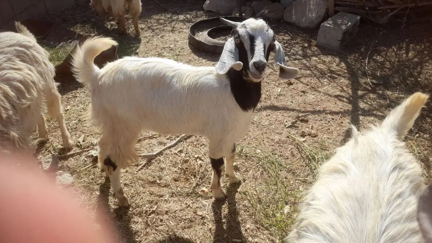 بز معاوضه با موتور|حیوانات مزرعه|رودان, |دیوار