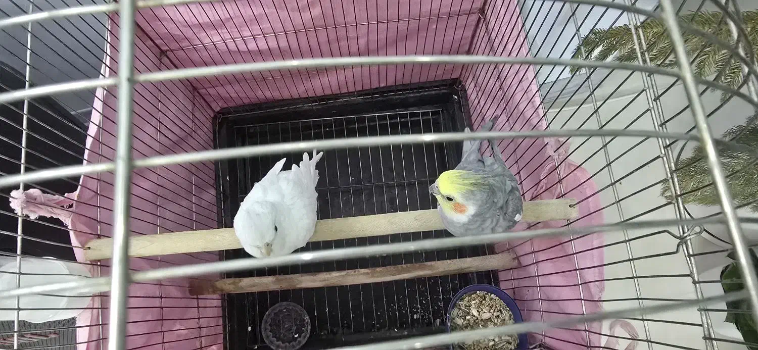 جفت عروس هلندی|پرنده|شاندیز, |دیوار