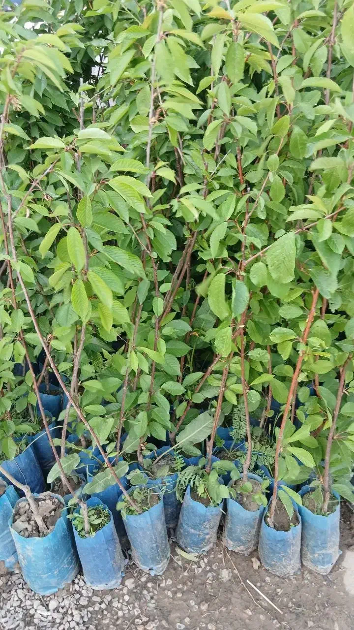 نهال پیوندی و بذری|خدمات باغبانی و درختکاری|عباس‌آباد, |دیوار