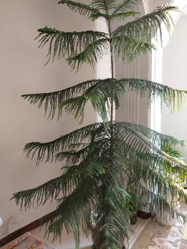 درخت کاج متبق زینتی قیمت ۵۰۰۰۰۰۰تومان|گل و گیاه طبیعی|بومهن, |دیوار