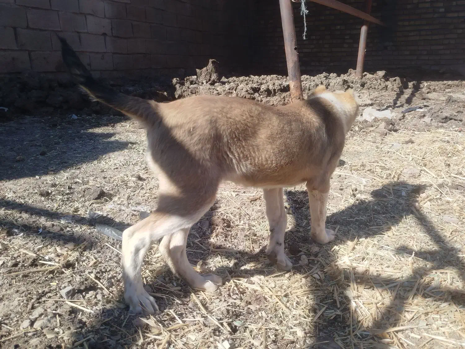 سگ نسل ماده زیبا سر پنجه دار ماده|سگ|باخزر, |دیوار