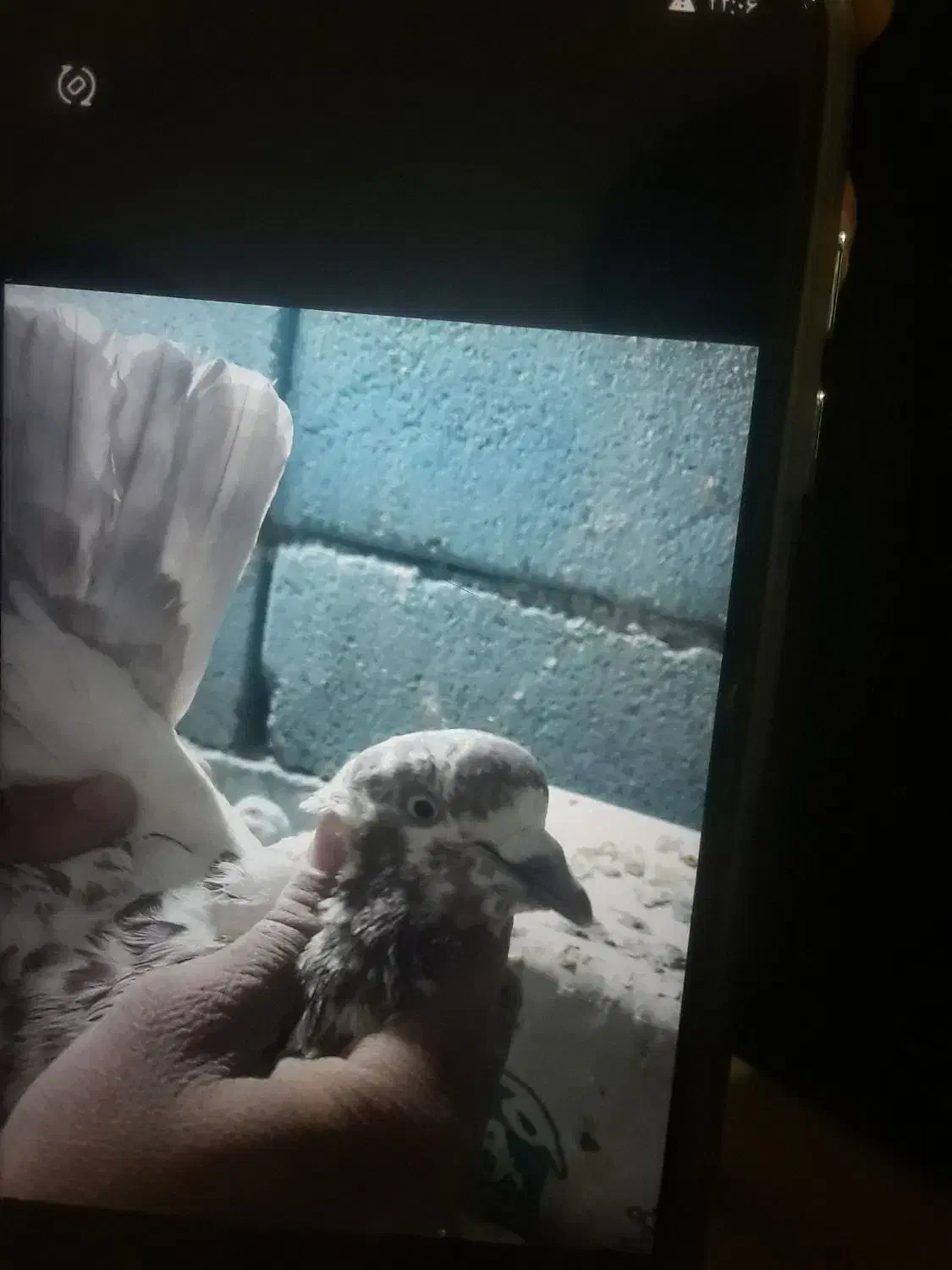 کبوتر|پرنده|لالجین, |دیوار