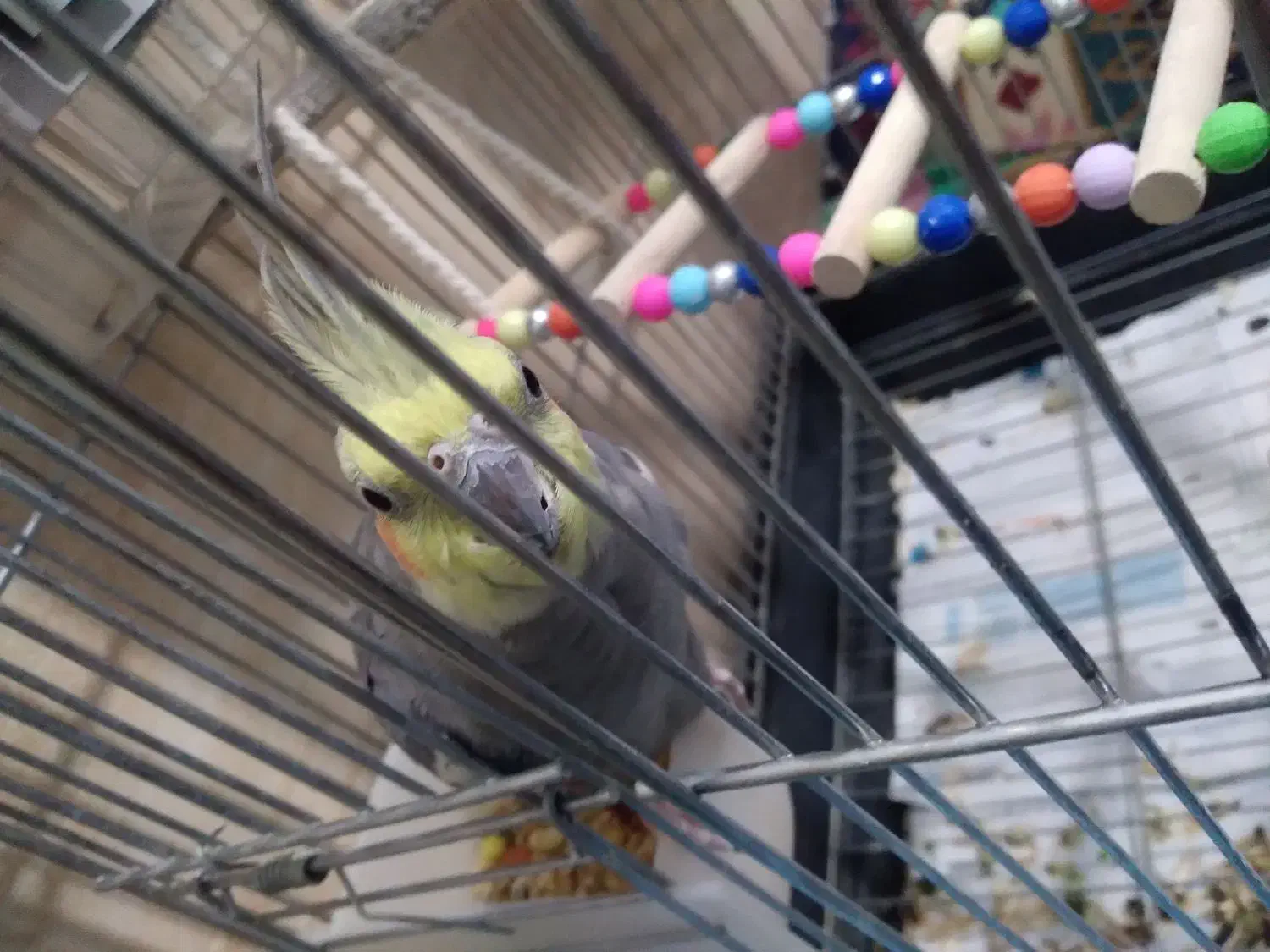 عروس هلندی کاملن سالم تخم گذاشته ۳|پرنده|جوادآباد, |دیوار