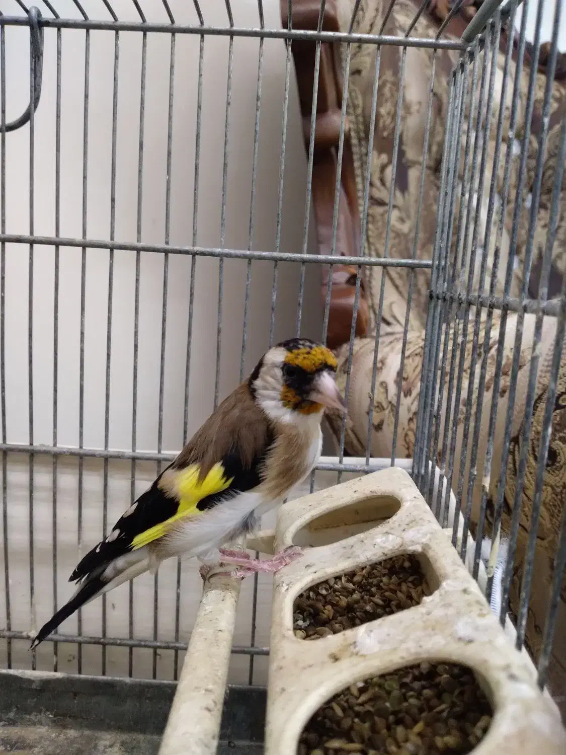 سهره|پرنده|ملارد, |دیوار