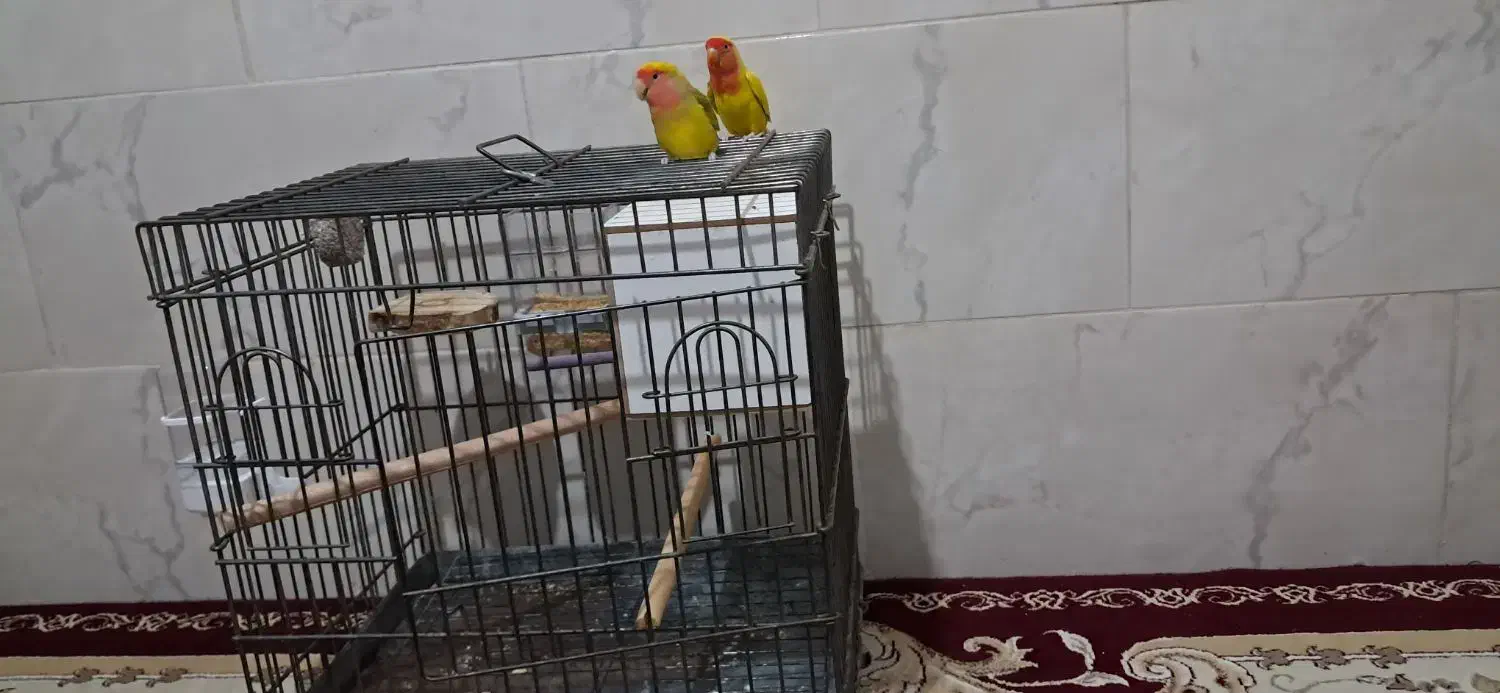 طوطی کوتوله|پرنده|قدس, شهر‌قدس|دیوار