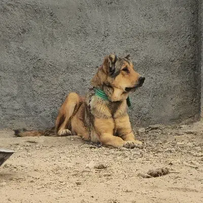 سگ سرابی ذات قدیم|سگ|شهرضا, |دیوار