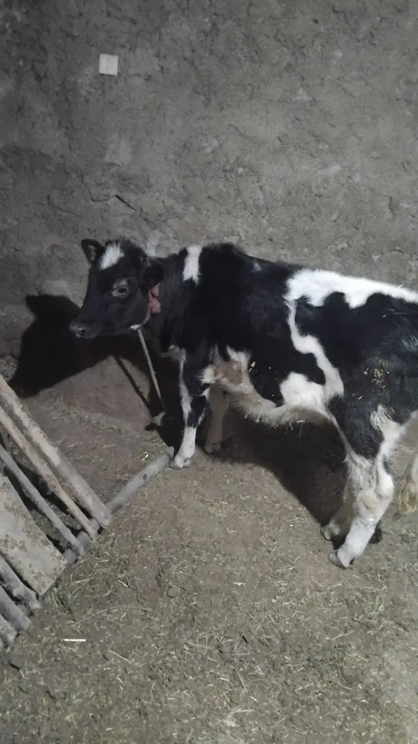 گوساله هلشتایین|حیوانات مزرعه|ورزقان, |دیوار