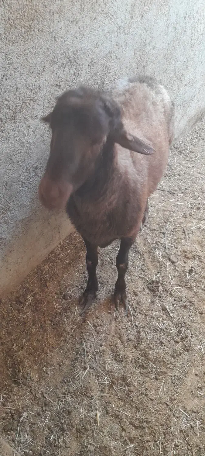 بره افشاری جوان|حیوانات مزرعه|میبد, |دیوار