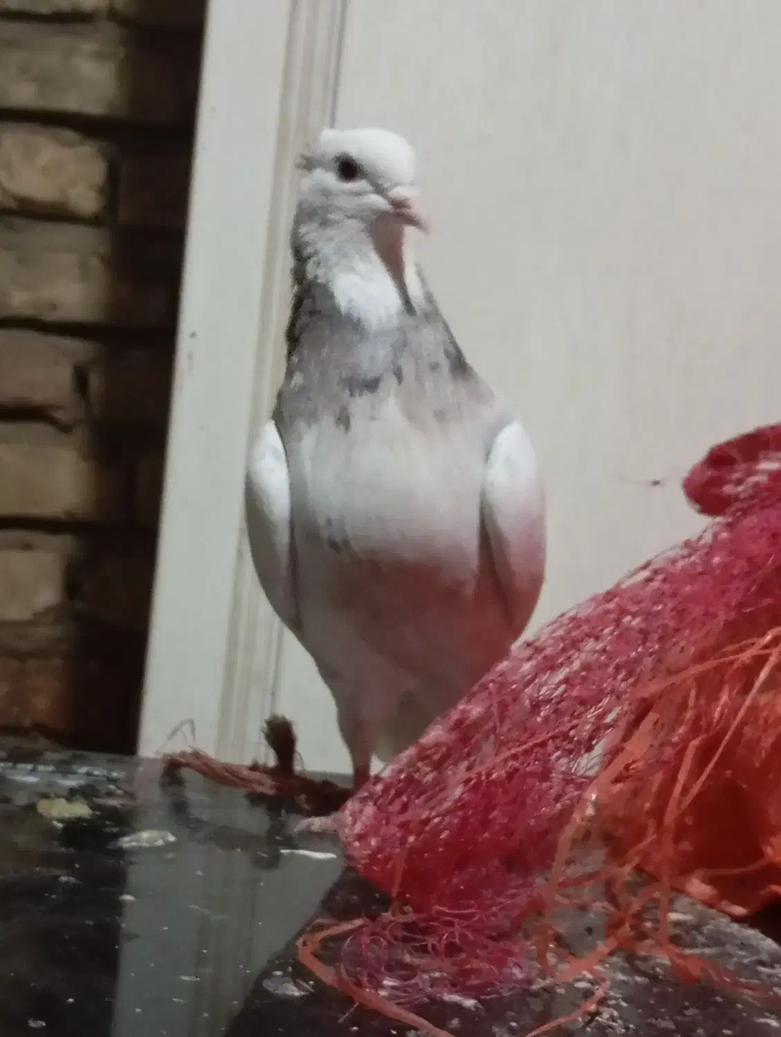 کفتر طوقی|پرنده|فسا, |دیوار