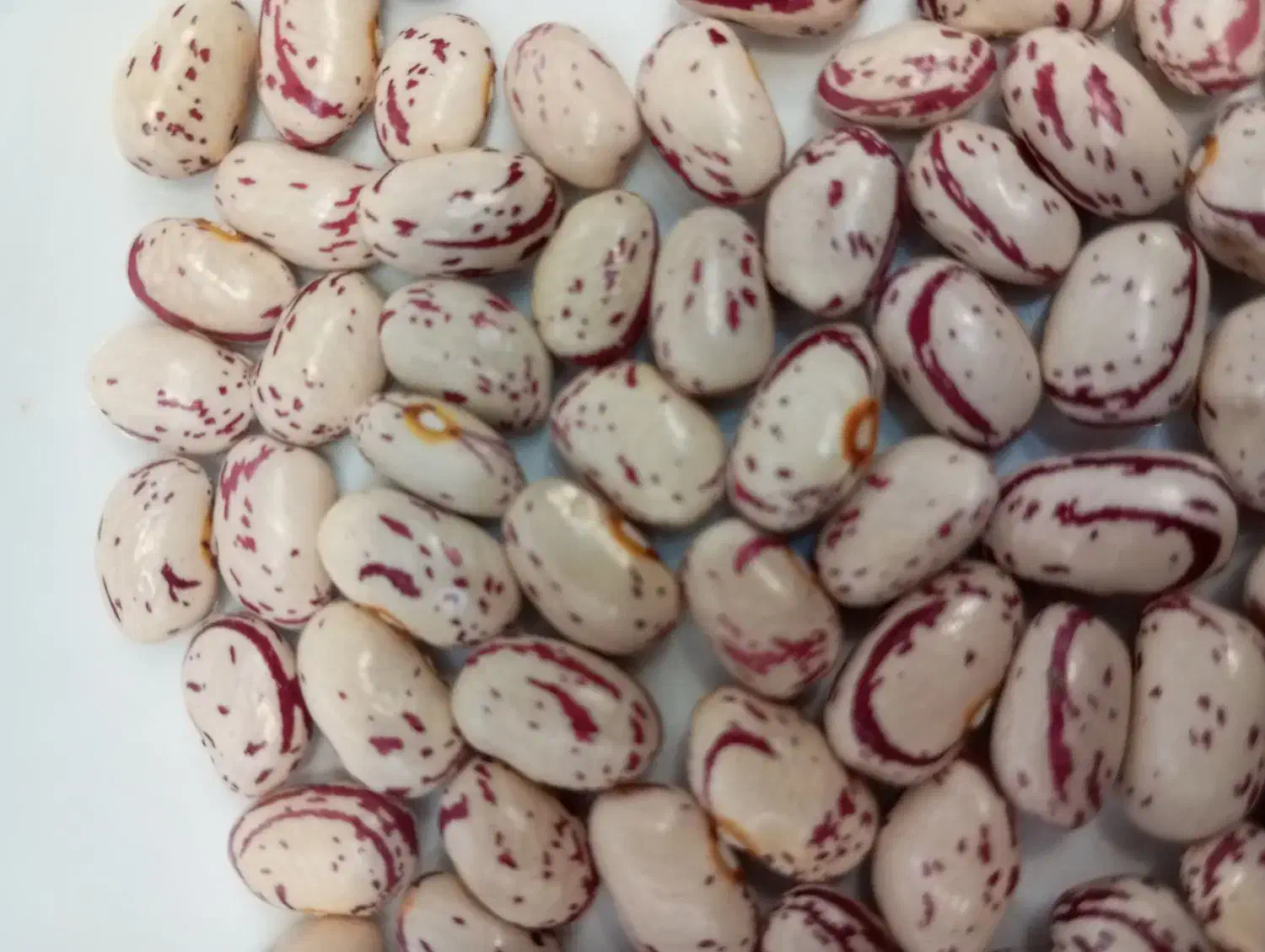 لوبیا چیتی|خوردنی و آشامیدنی|عجب شیر, |دیوار