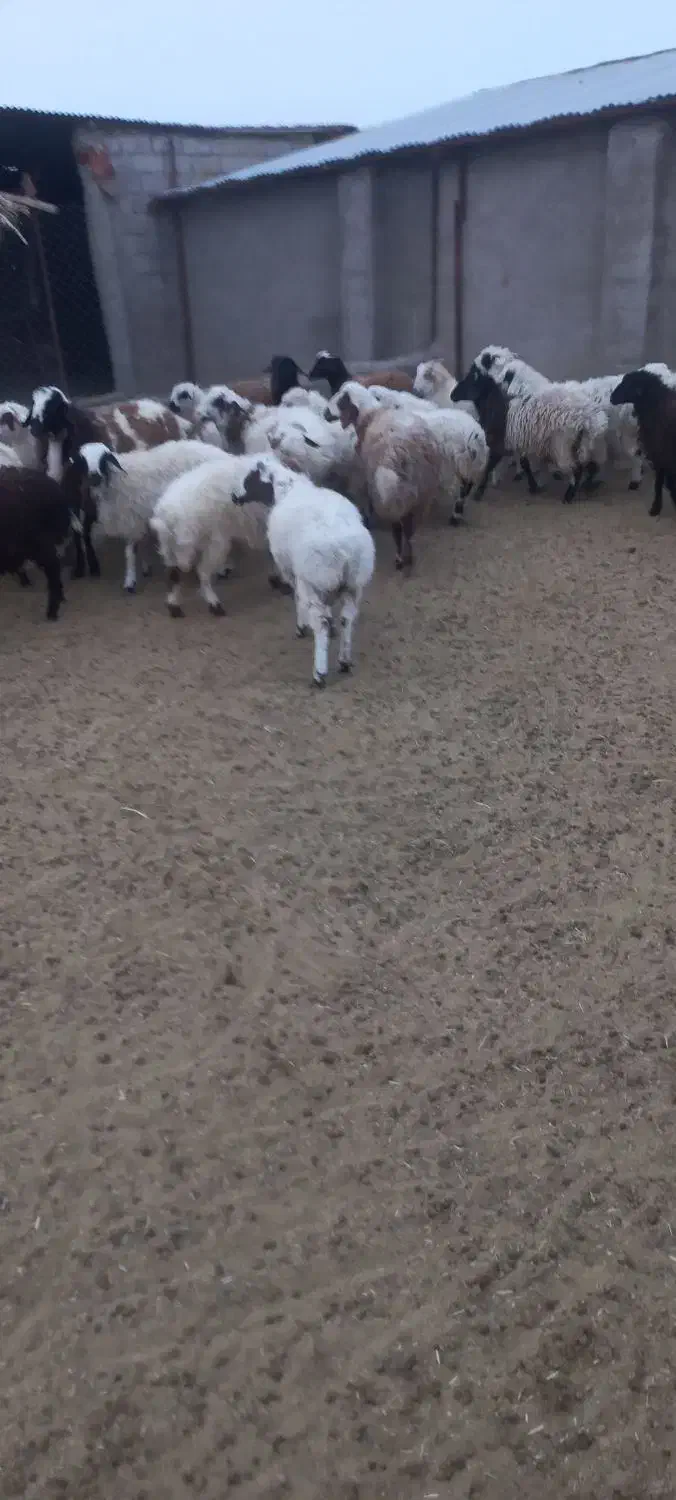 بره چاق کهره چاق بزچاق|حیوانات مزرعه|بافت, |دیوار