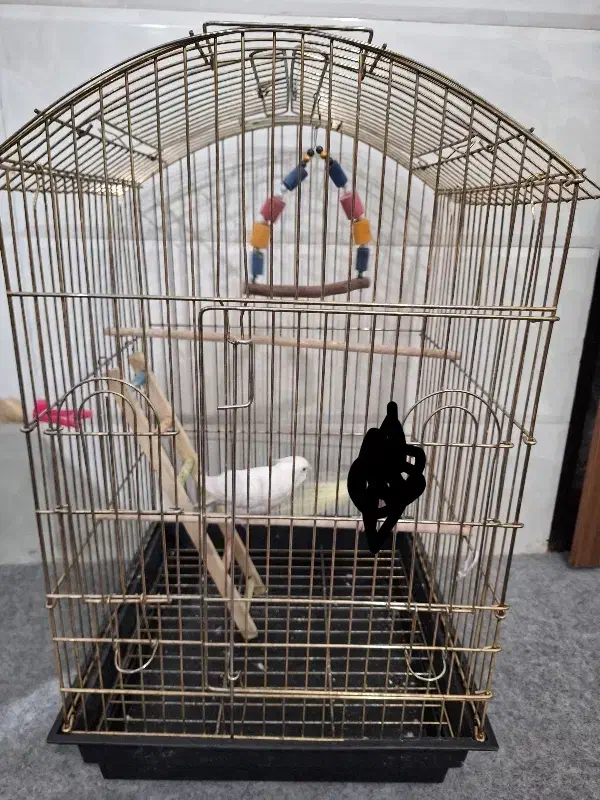 عروس هلندی سخنگو|پرنده|قم, سید معصوم|دیوار