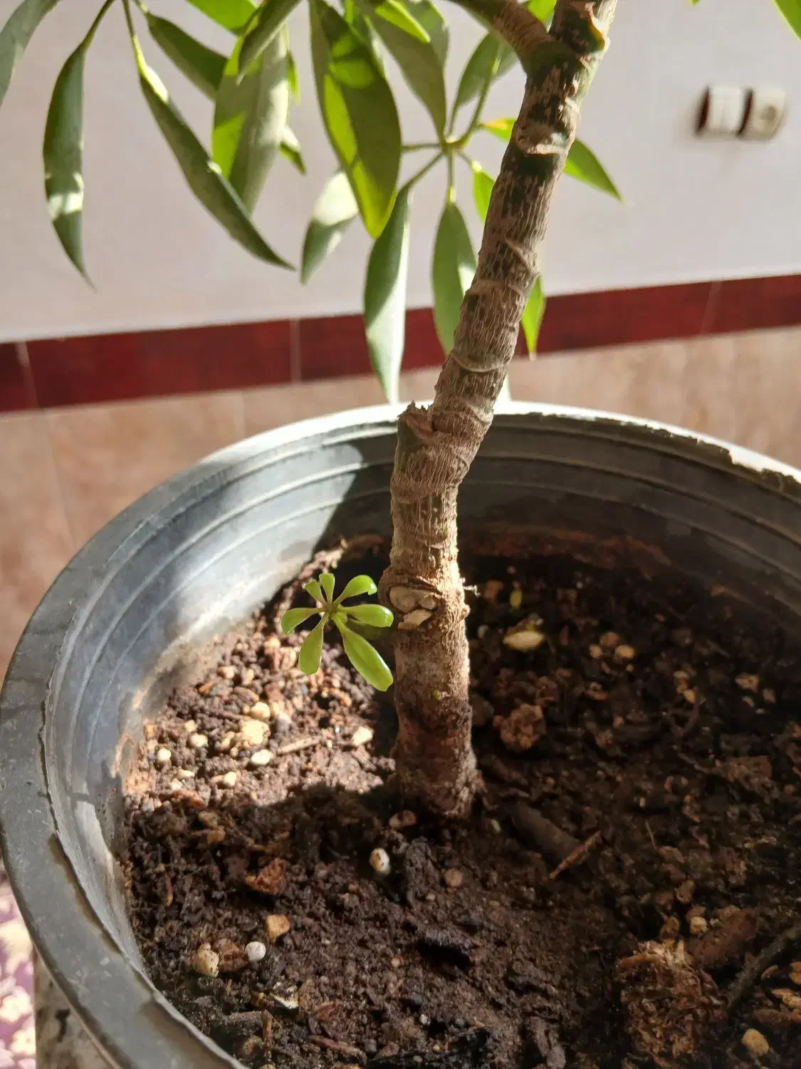 گل پنج برگ|گل و گیاه طبیعی|میاندوآب, |دیوار