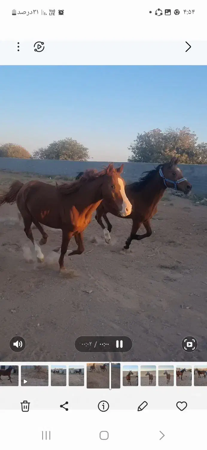 اسب مادیون عرب یک سر|اسب و تجهیزات اسب‌سواری|صفادشت, |دیوار