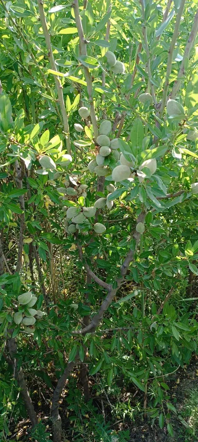 مجموعه نهالستان خرم نهال|خدمات باغبانی و درختکاری|مشهد, سیسآباد|دیوار