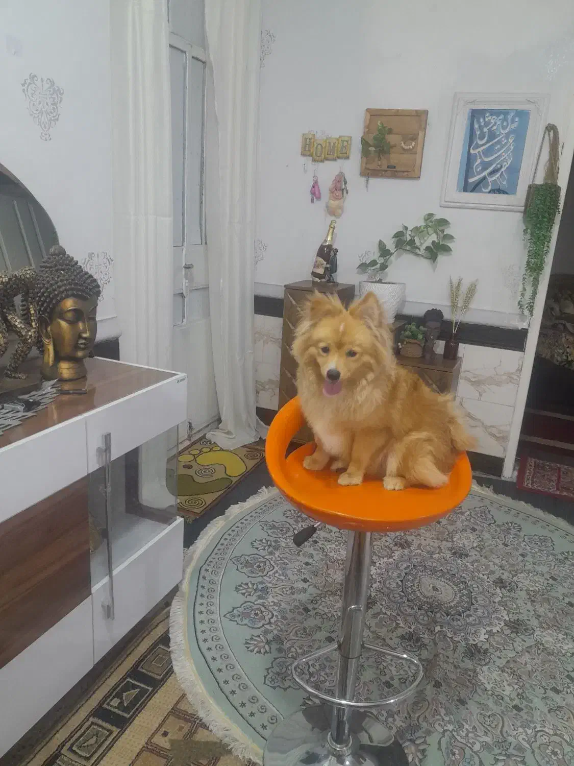 سگ پامر|سگ|بندر امام خمینی, |دیوار