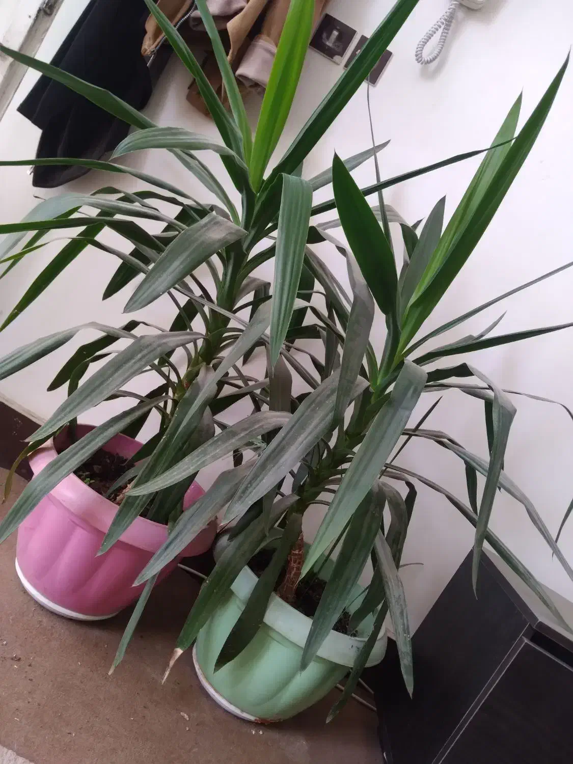 گیاهان طبیعی آپارتمانی وباغی|گل و گیاه طبیعی|شاهین‌شهر, بانک استان|دیوار