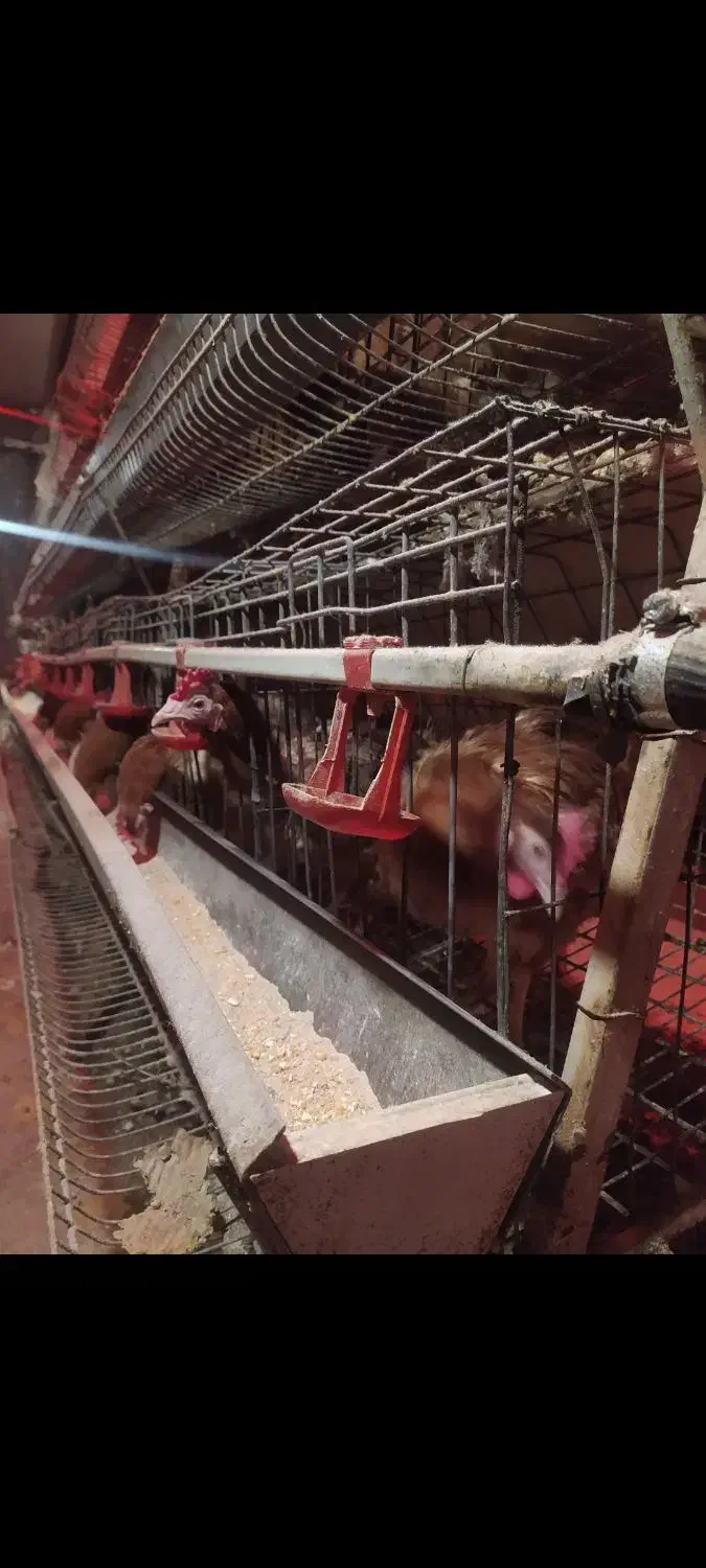 قفس مرغ تخم گذار|لوازم جانبی حیوانات|سیلاخور, |دیوار