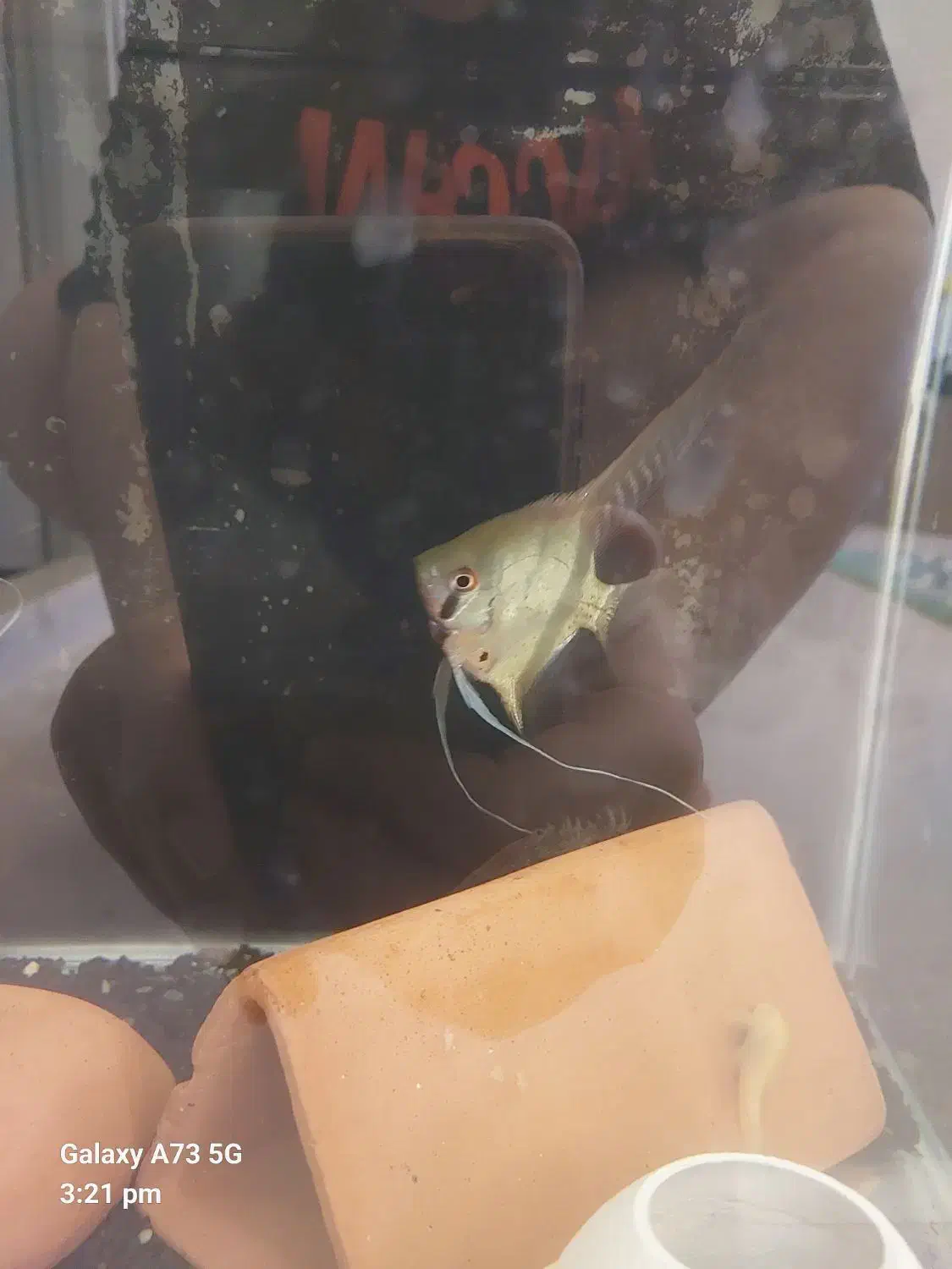 ماهی ، آکواریوم ، آنجل و پوزه بوته ای پمپ هوا|ماهی|گرگان, |دیوار