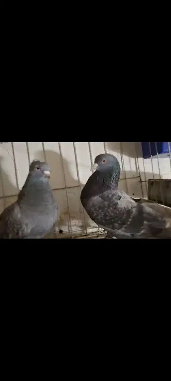 گوگ|پرنده|آغاجاری, |دیوار