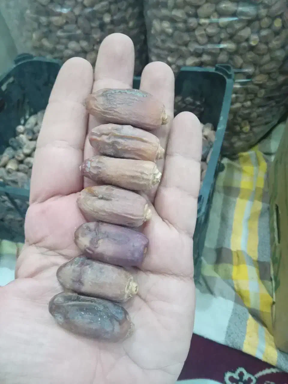 خرما|خوردنی و آشامیدنی|اهواز, ۲۴ متری|دیوار