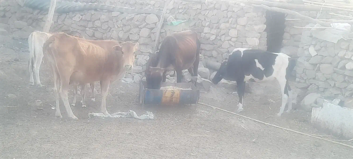 باسلام گاو ها محلی هستن|حیوانات مزرعه|پلدختر, |دیوار
