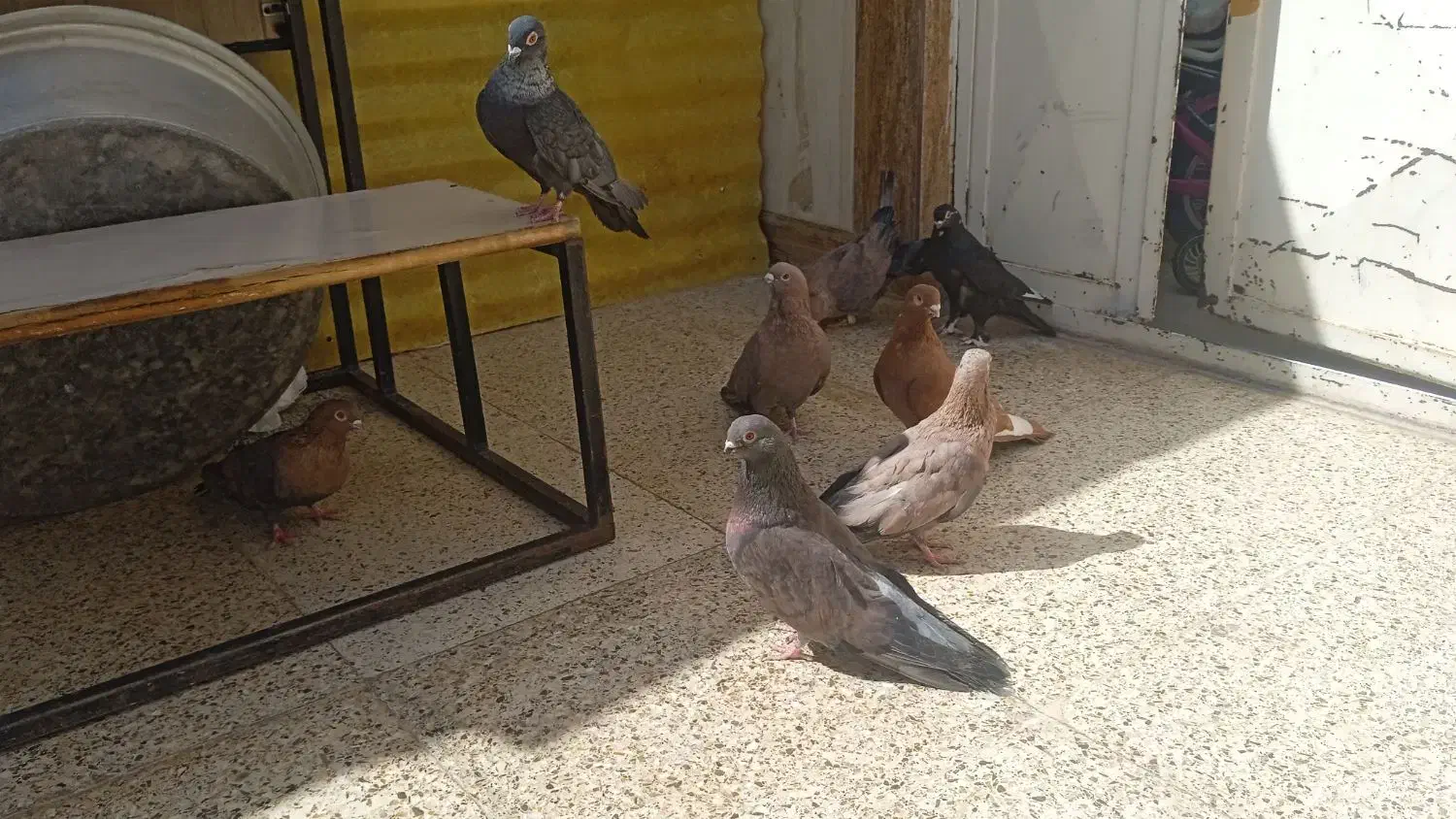 موشی نقره ای طلایی مسی سنجابی پرتقالی نجف اباد|پرنده|اصفهان, آبشار|دیوار