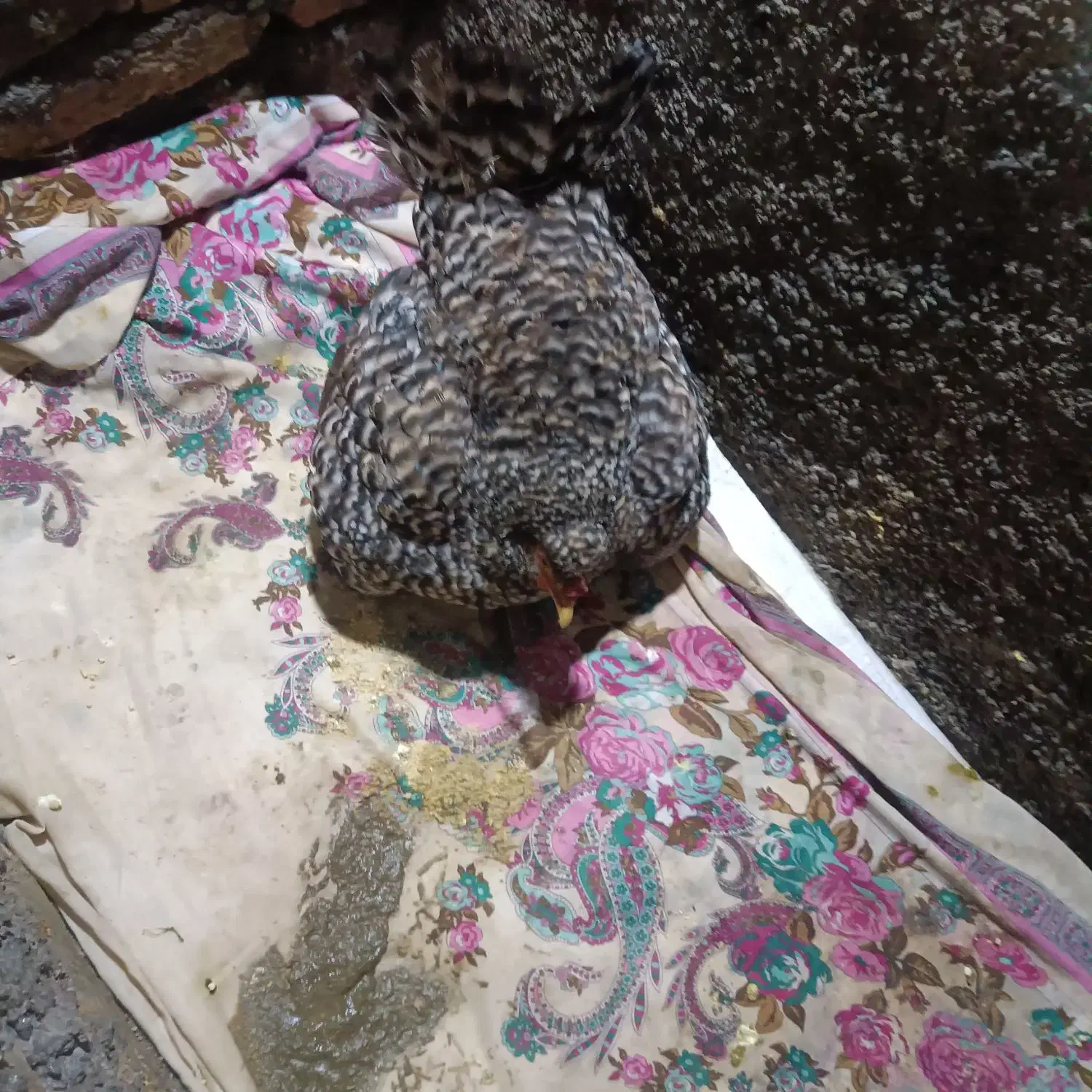 مرغ جوجه دار|حیوانات مزرعه|تاتار علیا, |دیوار