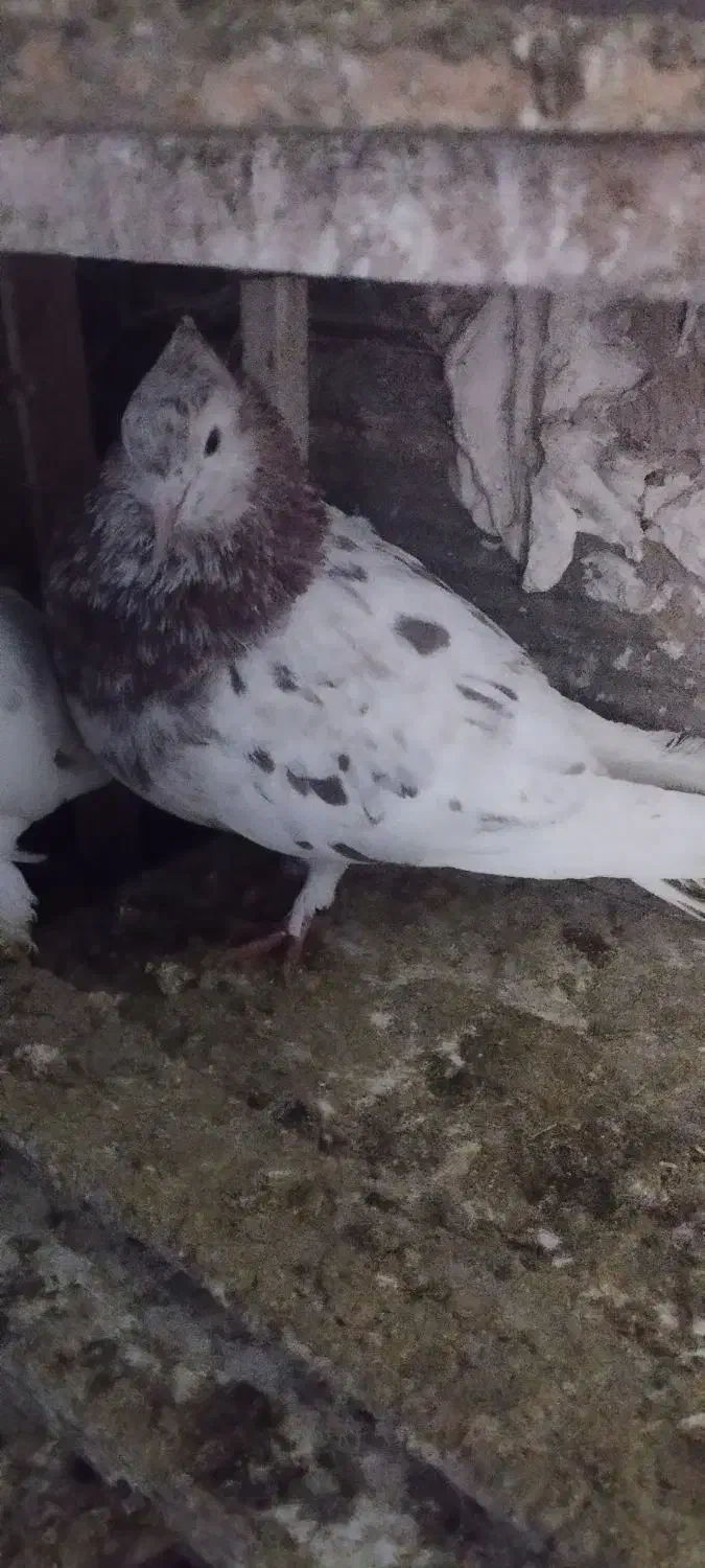 کفتر پرشی|پرنده|قرچک, شهرک الحدید|دیوار