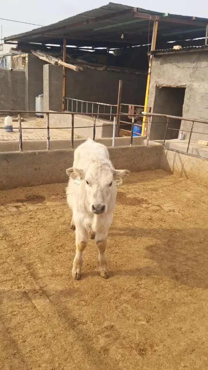 گوساله قطع شیر|حیوانات مزرعه|شال, |دیوار