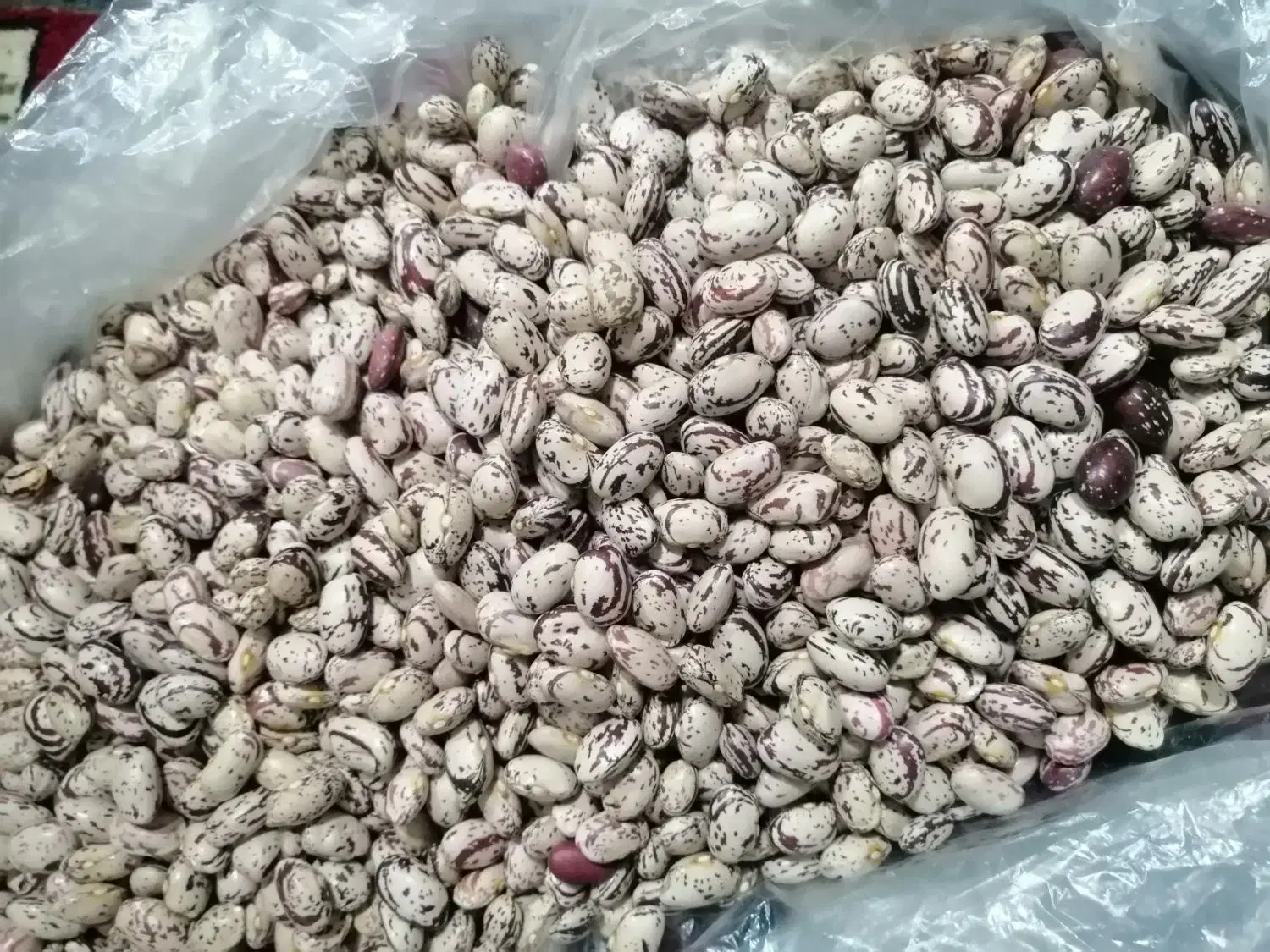 لوبیا چیتی درجه یک امسال|خوردنی و آشامیدنی|سیلوانه, |دیوار