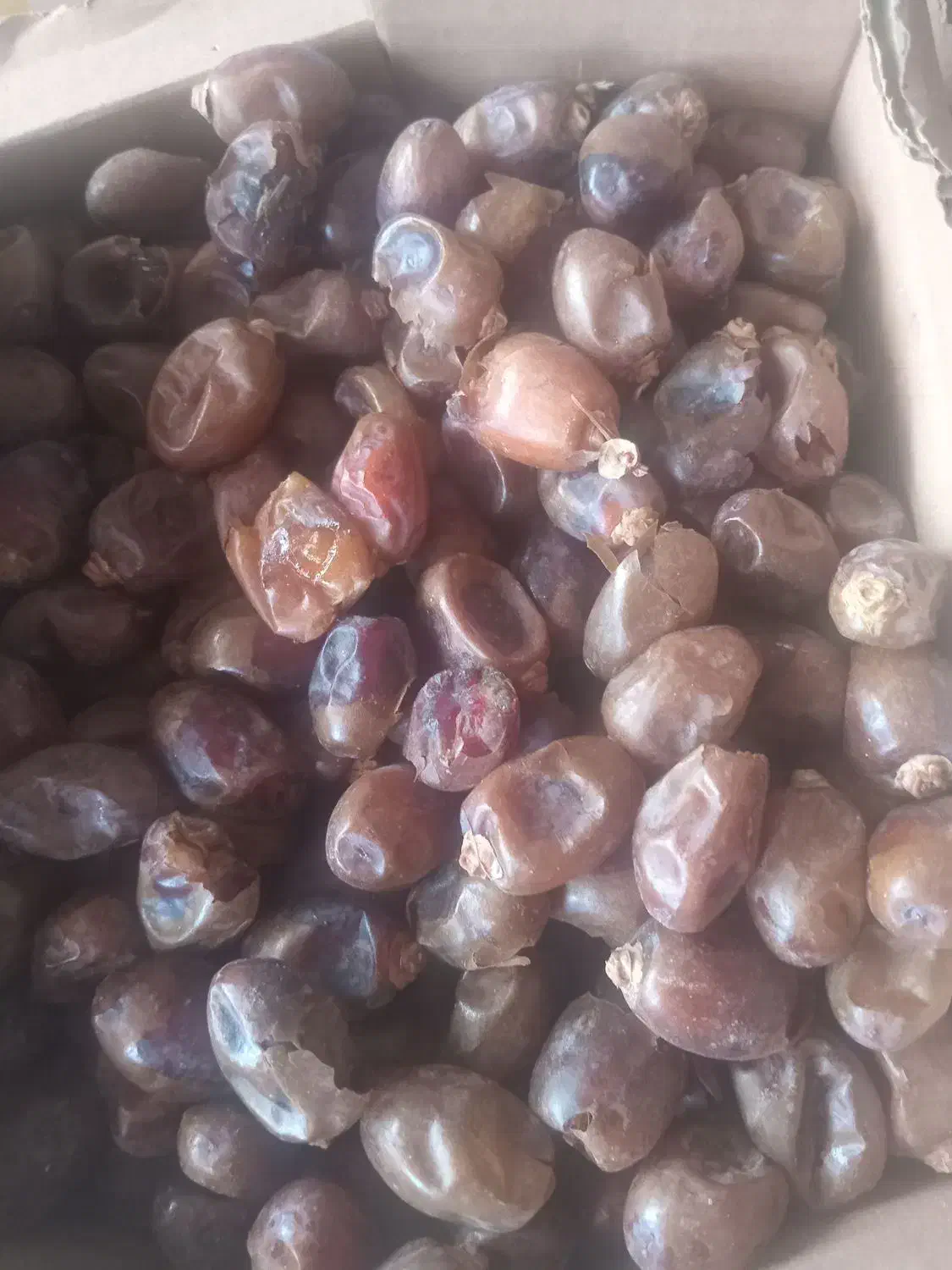 فروش خرما|حراج|چمران, |دیوار