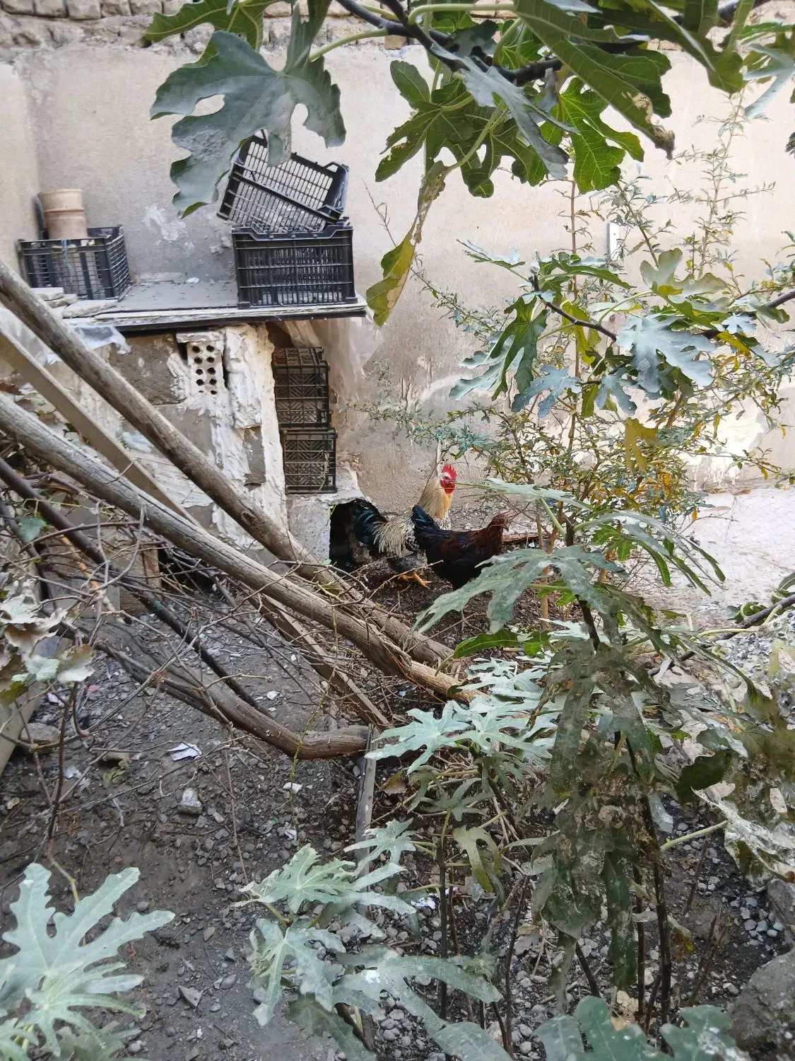 خروس محلی|حیوانات مزرعه|رضویه, |دیوار