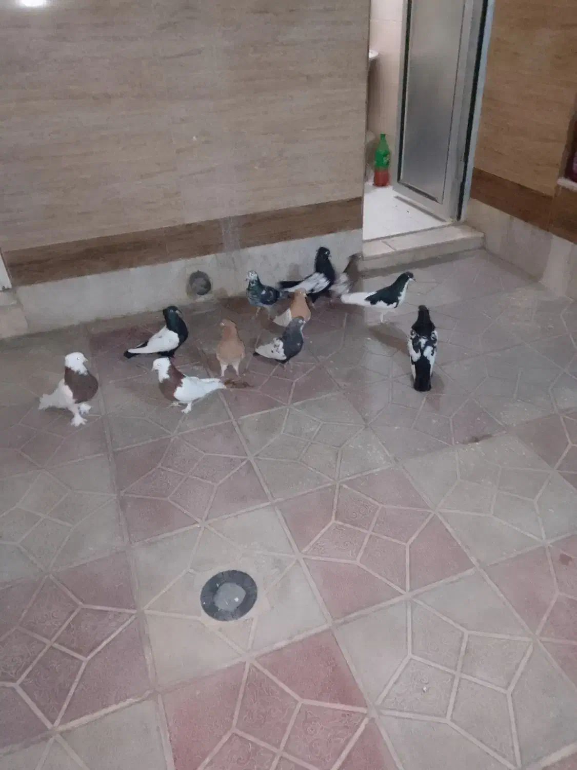 کبوتر فروشی جفتی|پرنده|شیراز, گچی|دیوار