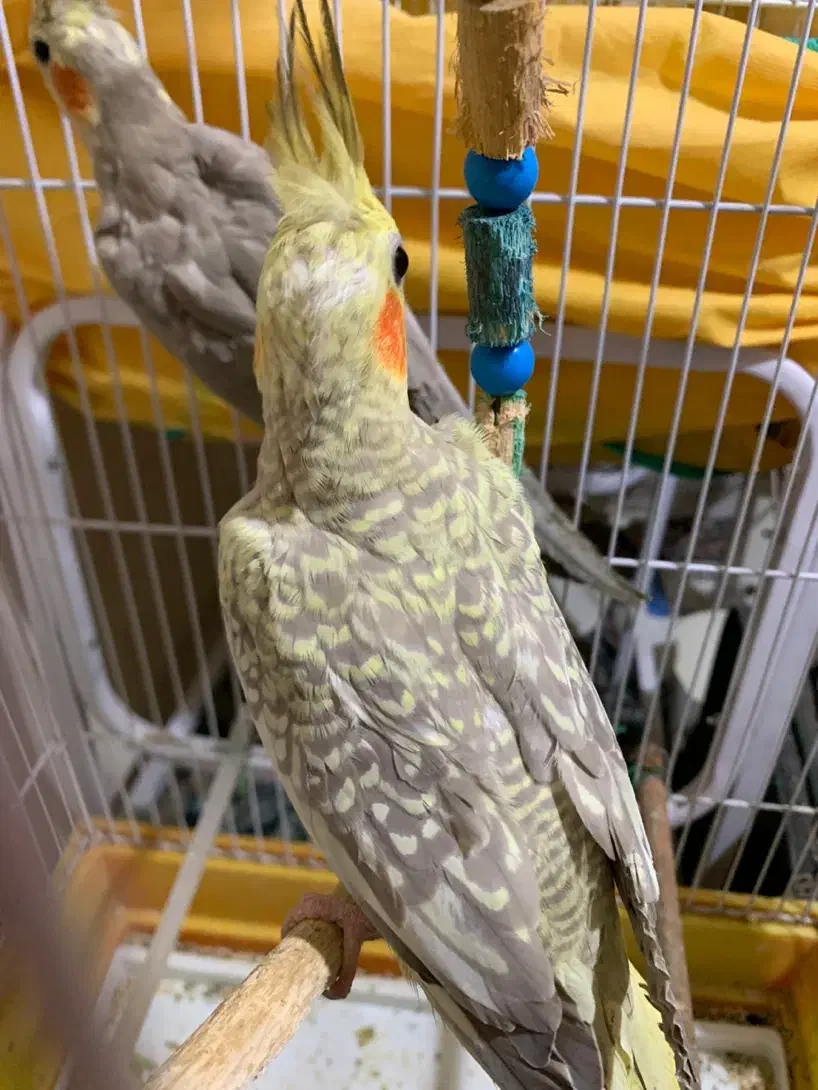 دوعدد طوطی عروس سه ماهه|پرنده|رشت, کوی امام رضا|دیوار