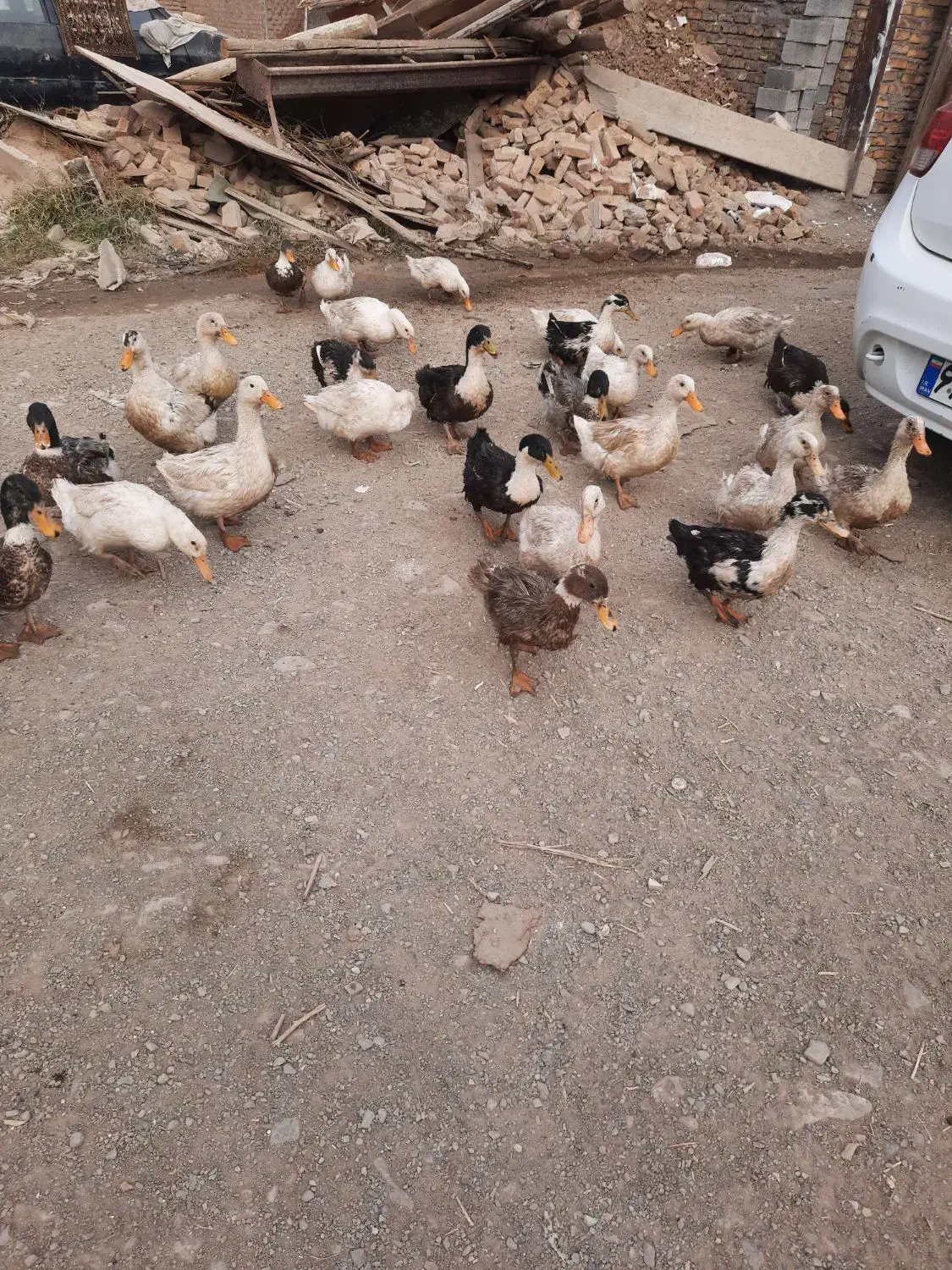 اردک درشت|حیوانات مزرعه|آبسرد, |دیوار