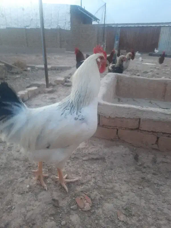 خروس جوان محلی|حیوانات مزرعه|بوئین زهرا, |دیوار