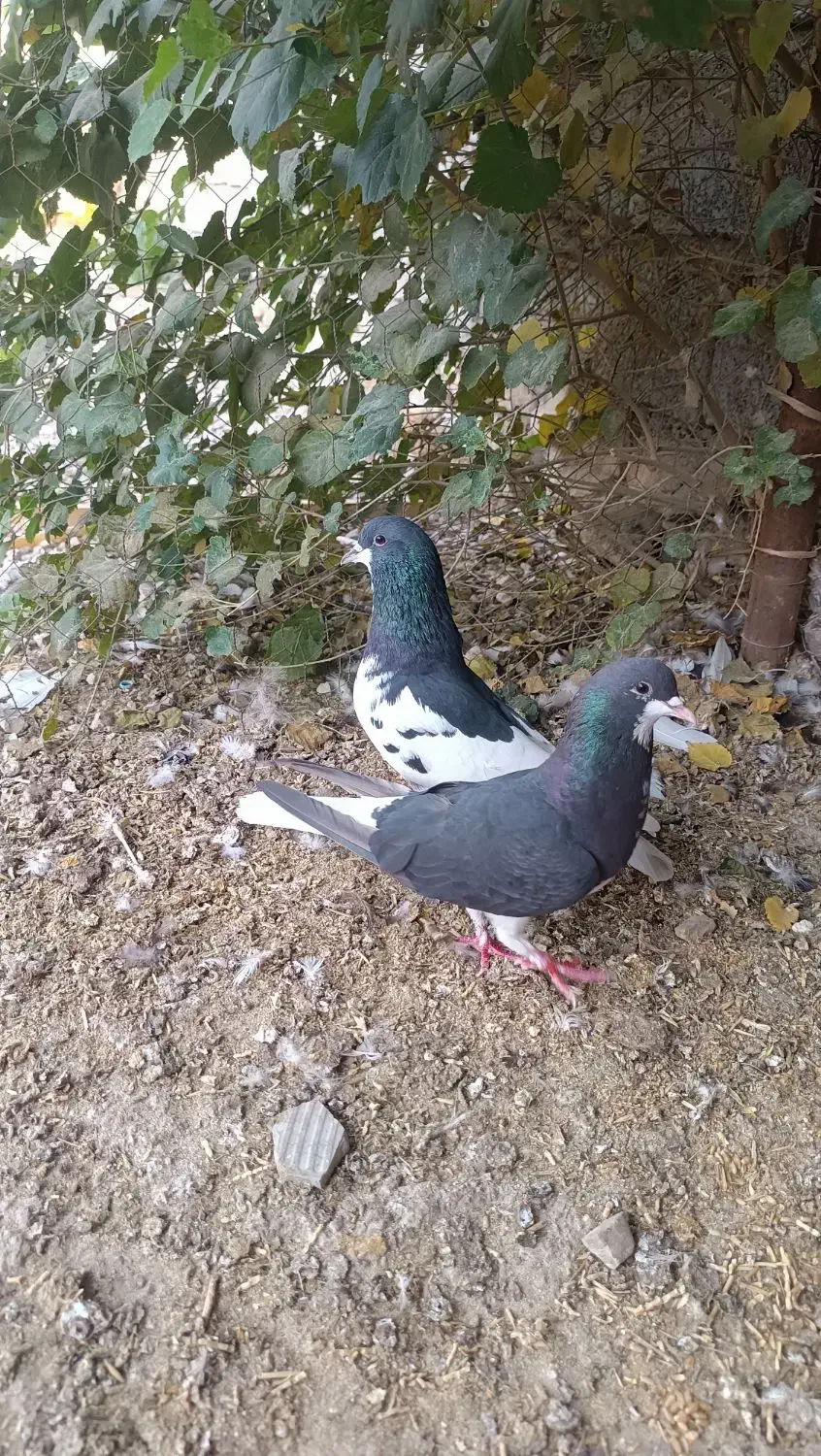 کبوتر شهری|پرنده|کازرون, |دیوار