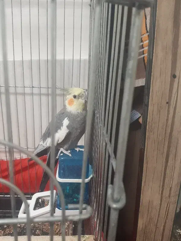 سه عددعروس هلندی بایک قفس 3500000هزارتومان.|پرنده|زنجان, |دیوار